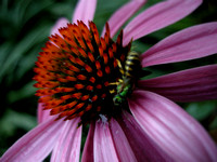 Flowers / Insects