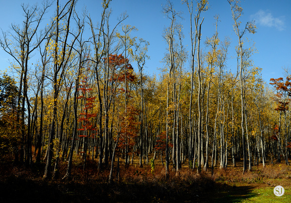 Fall Trees Pano from Freeway